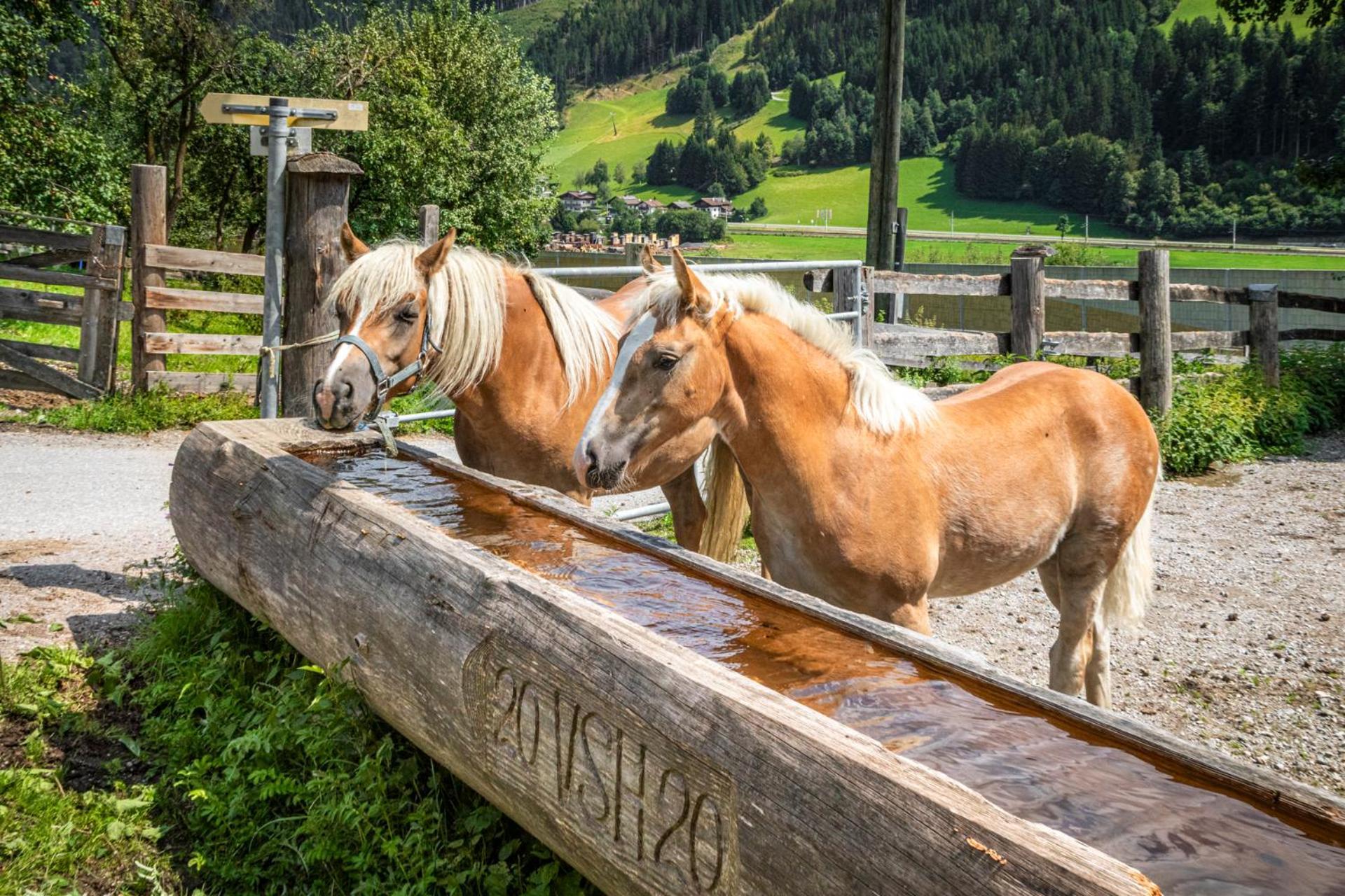 Schartlhof Villa Flachau Buitenkant foto